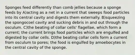 Sponges feed differently than comb jellies because a sponge feeds by A)acting as a net in a current that sweeps food particles into its central cavity and digests them externally. B)squeezing the spongocoel cavity and sucking debris in and out through the osculum. C)the beating of collar cells' flagellae, which form a current; the current brings food particles which are engulfed and digested by collar cells. D)the beating collar cells form a current from osculum to pores; the food is engulfed by amoebocytes in the central cavity of the sponge.