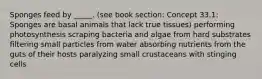 Sponges feed by _____. (see book section: Concept 33.1: Sponges are basal animals that lack true tissues) performing photosynthesis scraping bacteria and algae from hard substrates filtering small particles from water absorbing nutrients from the guts of their hosts paralyzing small crustaceans with stinging cells