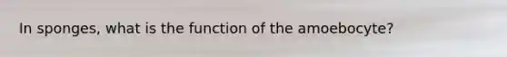 In sponges, what is the function of the amoebocyte?