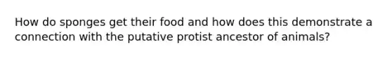 How do sponges get their food and how does this demonstrate a connection with the putative protist ancestor of animals?
