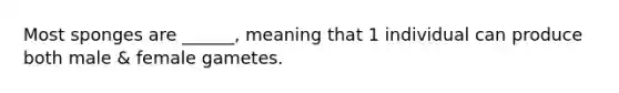 Most sponges are ______, meaning that 1 individual can produce both male & female gametes.