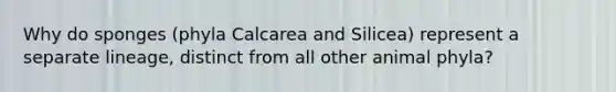 Why do sponges (phyla Calcarea and Silicea) represent a separate lineage, distinct from all other animal phyla?