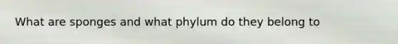 What are sponges and what phylum do they belong to