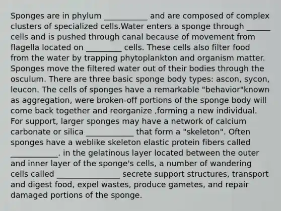 Sponges are in phylum ___________ and are composed of complex clusters of specialized cells.Water enters a sponge through ______ cells and is pushed through canal because of movement from flagella located on _________ cells. These cells also filter food from the water by trapping phytoplankton and organism matter. Sponges move the filtered water out of their bodies through the osculum. There are three basic sponge body types: ascon, sycon, leucon. The cells of sponges have a remarkable "behavior"known as aggregation, were broken-off portions of the sponge body will come back together and reorganize ,forming a new individual. For support, larger sponges may have a network of calcium carbonate or silica ____________ that form a "skeleton". Often sponges have a weblike skeleton elastic protein fibers called ____________. in the gelatinous layer located between the outer and inner layer of the sponge's cells, a number of wandering cells called ________________ secrete support structures, transport and digest food, expel wastes, produce gametes, and repair damaged portions of the sponge.