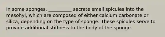 In some sponges, __________ secrete small spicules into the mesohyl, which are composed of either calcium carbonate or silica, depending on the type of sponge. These spicules serve to provide additional stiffness to the body of the sponge.