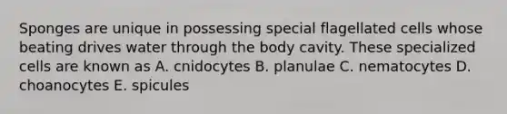 Sponges are unique in possessing special flagellated cells whose beating drives water through the body cavity. These specialized cells are known as A. cnidocytes B. planulae C. nematocytes D. choanocytes E. spicules