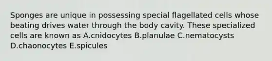 Sponges are unique in possessing special flagellated cells whose beating drives water through the body cavity. These specialized cells are known as A.cnidocytes B.planulae C.nematocysts D.chaonocytes E.spicules