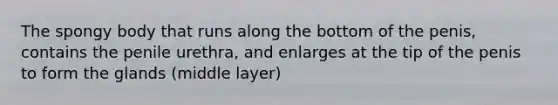 The spongy body that runs along the bottom of the penis, contains the penile urethra, and enlarges at the tip of the penis to form the glands (middle layer)