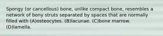 Spongy (or cancellous) bone, unlike compact bone, resembles a network of bony struts separated by spaces that are normally filled with (A)osteocytes. (B)lacunae. (C)bone marrow. (D)lamella.