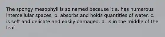 The spongy mesophyll is so named because it a. has numerous intercellular spaces. b. absorbs and holds quantities of water. c. is soft and delicate and easily damaged. d. is in the middle of the leaf.