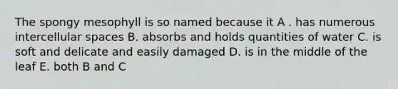 The spongy mesophyll is so named because it A . has numerous intercellular spaces B. absorbs and holds quantities of water C. is soft and delicate and easily damaged D. is in the middle of the leaf E. both B and C