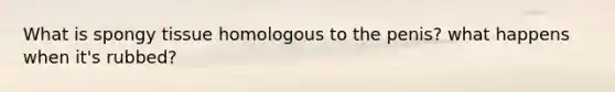 What is spongy tissue homologous to the penis? what happens when it's rubbed?