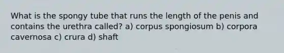 What is the spongy tube that runs the length of the penis and contains the urethra called? a) corpus spongiosum b) corpora cavernosa c) crura d) shaft