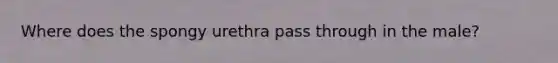 Where does the spongy urethra pass through in the male?