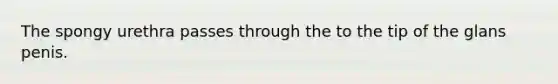 The spongy urethra passes through the to the tip of the glans penis.