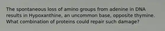 The spontaneous loss of amino groups from adenine in DNA results in Hypoxanthine, an uncommon base, opposite thymine. What combination of proteins could repair such damage?