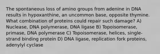 The spontaneous loss of amino groups from adenine in DNA results in hypoxanthine, an uncommon base, opposite thymine. What combination of proteins could repair such damage? A) Nuclease, DNA polymerase, DNA ligase B) Topoisomerase, primase, DNA polymerase C) Topoisomerase, helices, single-strand binding protein D) DNA ligase, replication fork proteins, adenylyl cyclase