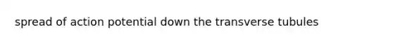 spread of action potential down the transverse tubules