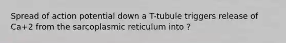 Spread of action potential down a T-tubule triggers release of Ca+2 from the sarcoplasmic reticulum into ?