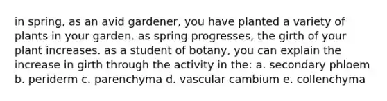 in spring, as an avid gardener, you have planted a variety of plants in your garden. as spring progresses, the girth of your plant increases. as a student of botany, you can explain the increase in girth through the activity in the: a. secondary phloem b. periderm c. parenchyma d. vascular cambium e. collenchyma