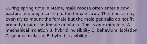 During spring time in Maine, male moose often enter a cow pasture and begin calling to the female cows. The moose may even try to mount the female but the male genitalia do not fit properly inside the female genitalia. This is an example of A. mechanical isolation B. hybrid invisibility C. behavioral isolation D. genetic isolation E. hybrid invisibility