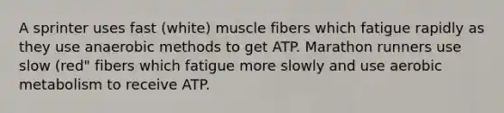 A sprinter uses fast (white) muscle fibers which fatigue rapidly as they use anaerobic methods to get ATP. Marathon runners use slow (red" fibers which fatigue more slowly and use aerobic metabolism to receive ATP.