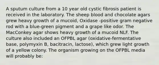 A sputum culture from a 10 year old cystic fibrosis patient is received in the laboratory. The sheep blood and chocolate agars grew heavy growth of a mucoid, Oxidase -positive gram negative rod with a blue-green pigment and a grape like odor. The MacConkey agar shows heavy growth of a mucoid NLF. The culture also included an OFPBL agar (oxidative-fermentative base, polymyxin B, bacitracin, lactose), which grew light growth of a yellow colony. The organism growing on the OFPBL media will probably be: