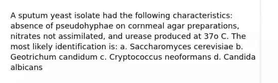 A sputum yeast isolate had the following characteristics: absence of pseudohyphae on cornmeal agar preparations, nitrates not assimilated, and urease produced at 37o C. The most likely identification is: a. Saccharomyces cerevisiae b. Geotrichum candidum c. Cryptococcus neoformans d. Candida albicans