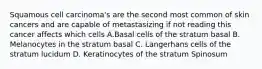 Squamous cell carcinoma's are the second most common of skin cancers and are capable of metastasizing if not reading this cancer affects which cells A.Basal cells of the stratum basal B. Melanocytes in the stratum basal C. Langerhans cells of the stratum lucidum D. Keratinocytes of the stratum Spinosum