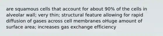 are squamous cells that account for about 90% of the cells in alveolar wall; very thin; structural feature allowing for rapid diffusion of gases across cell membranes oHuge amount of surface area; increases gas exchange efficiency