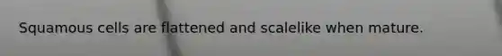 Squamous cells are flattened and scalelike when mature.