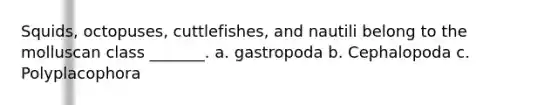 Squids, octopuses, cuttlefishes, and nautili belong to the molluscan class _______. a. gastropoda b. Cephalopoda c. Polyplacophora