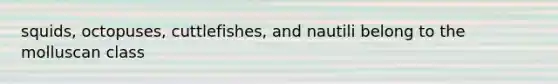 squids, octopuses, cuttlefishes, and nautili belong to the molluscan class