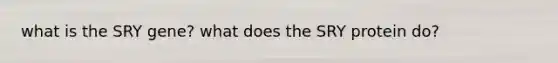 what is the SRY gene? what does the SRY protein do?