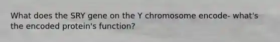 What does the SRY gene on the Y chromosome encode- what's the encoded protein's function?