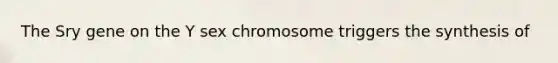 The Sry gene on the Y sex chromosome triggers the synthesis of