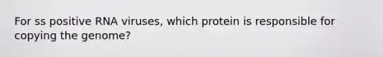 For ss positive RNA viruses, which protein is responsible for copying the genome?