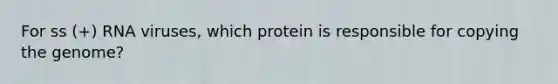 For ss (+) RNA viruses, which protein is responsible for copying the genome?