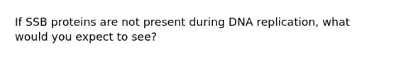 If SSB proteins are not present during DNA replication, what would you expect to see?