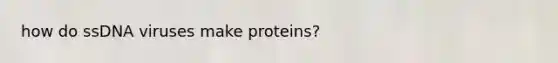 how do ssDNA viruses make proteins?