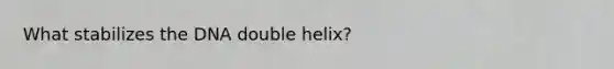 What stabilizes the DNA double helix?