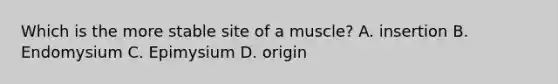 Which is the more stable site of a muscle? A. insertion B. Endomysium C. Epimysium D. origin