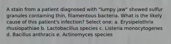 A stain from a patient diagnosed with "lumpy jaw" showed sulfur granules containing thin, filamentous bacteria. What is the likely cause of this patient's infection? Select one: a. Erysipelothrix rhusiopathiae b. Lactobacillus species c. Listeria monocytogenes d. Bacillus anthracis e. Actinomyces species