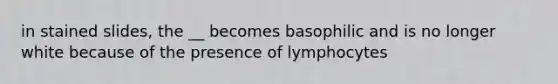 in stained slides, the __ becomes basophilic and is no longer white because of the presence of lymphocytes