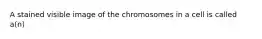 A stained visible image of the chromosomes in a cell is called a(n)