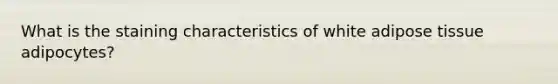 What is the staining characteristics of white adipose tissue adipocytes?