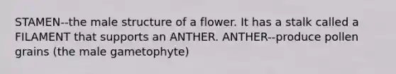 STAMEN--the male structure of a flower. It has a stalk called a FILAMENT that supports an ANTHER. ANTHER--produce pollen grains (the male gametophyte)