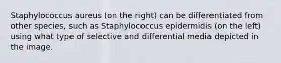 Staphylococcus aureus (on the right) can be differentiated from other species, such as Staphylococcus epidermidis (on the left) using what type of selective and differential media depicted in the image.