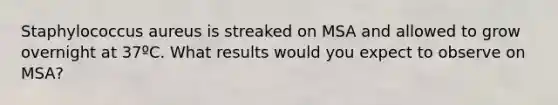 Staphylococcus aureus is streaked on MSA and allowed to grow overnight at 37ºC. What results would you expect to observe on MSA?