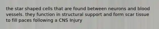 the star shaped cells that are found between neurons and blood vessels. they function in structural support and form scar tissue to fill paces following a CNS Injury